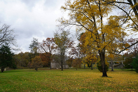 秋天的公园场景绿色的草坪和黄叶树图片