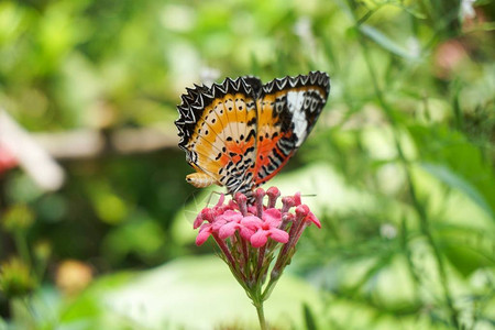 自然花园中美丽的蝴蝶花图片