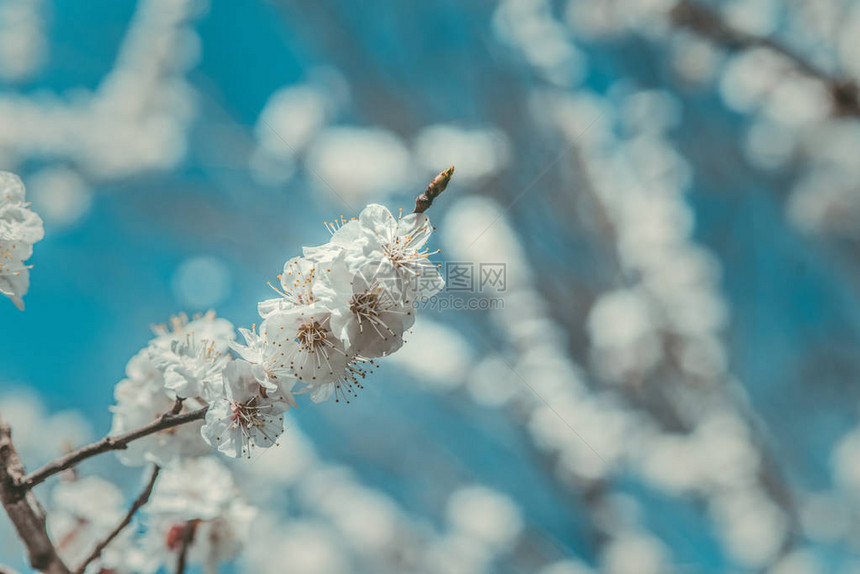 春天树枝上的白花图片