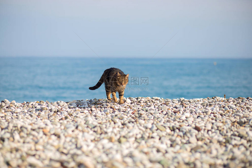 这只猫在土耳其地中海岸边的石子海滩上被图片