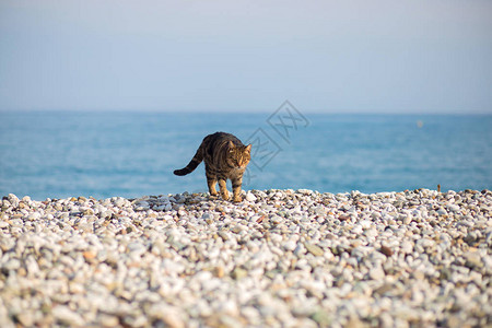 这只猫在土耳其地中海岸边的石子海滩上被图片