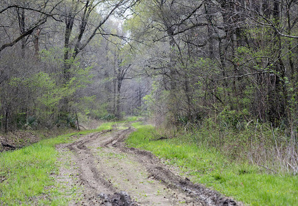 深轮胎在森林中一条泥图片