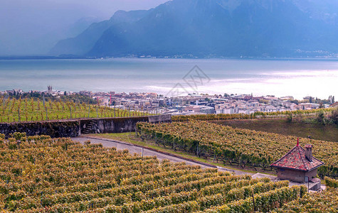 瑞士日内瓦市的葡萄园图片