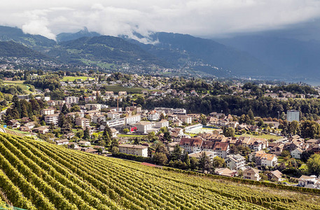 瑞士日内瓦市的葡萄园图片