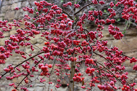 冬樱桃水果在12月下午图片