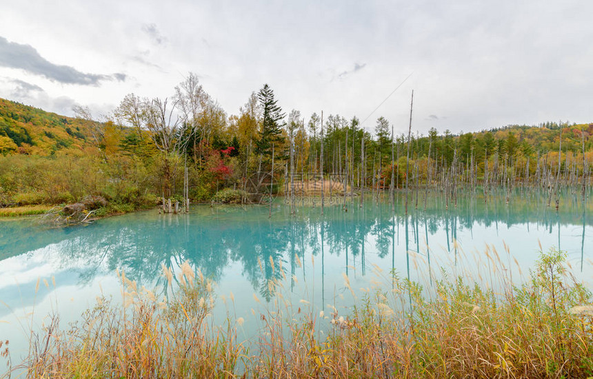 Biei北海道秋季节的蓝色池塘Aioike是比埃图片