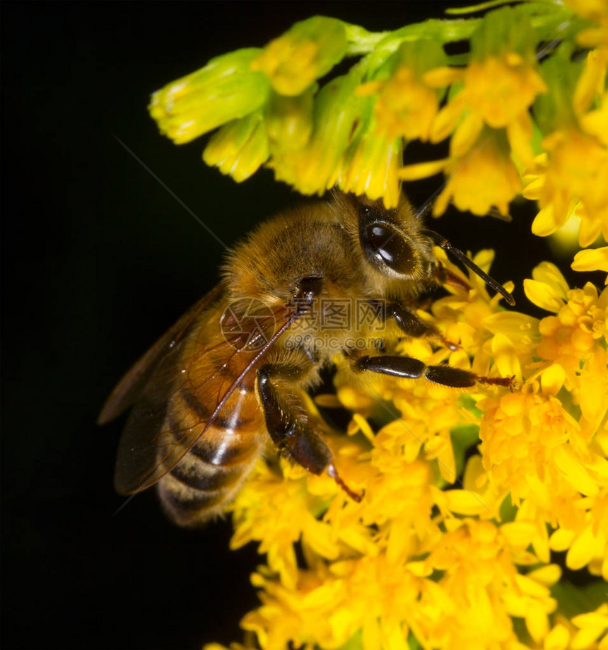 蜜蜂在黑色背景上从黄花中收集花粉图片
