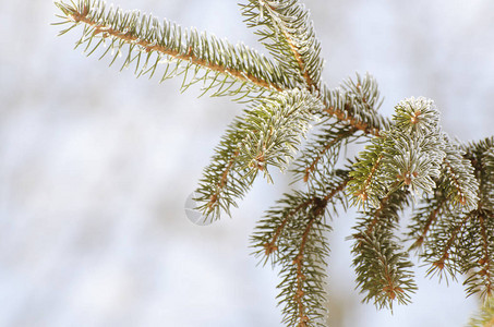 圣诞节冬季背景和冰霜松树假日贺卡或招贴画的图片