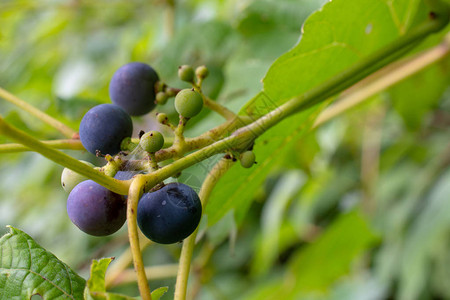 野生的蓝莓葡萄藤深蓝色紫图片