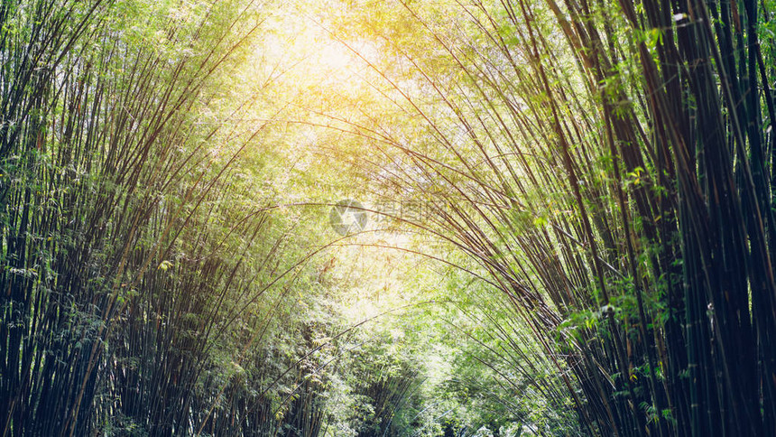 绿色竹林背景理想的模板图片