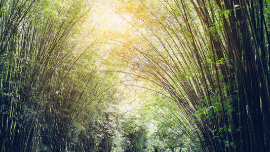 绿色竹林背景理想的模板图片