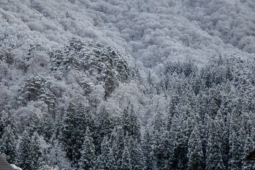 冬季白川果村地区自然质图片