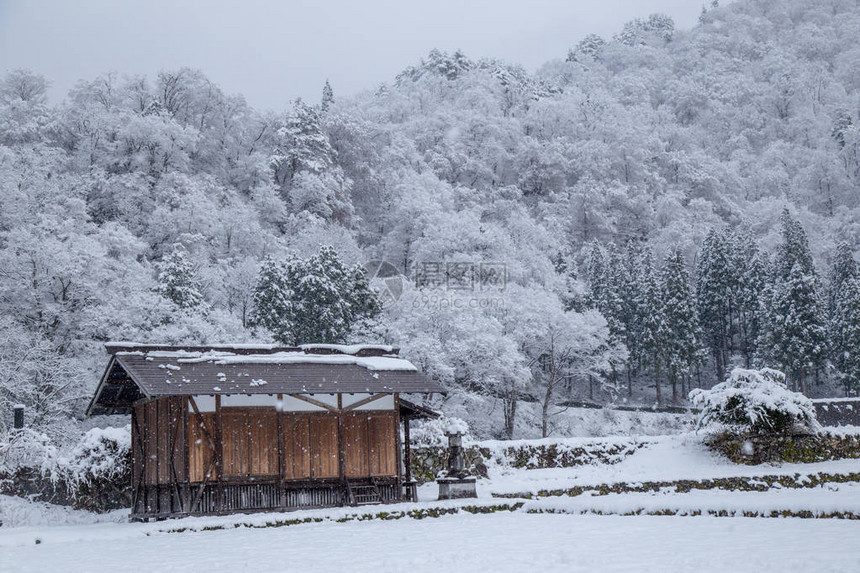 冬季的白川果村图片