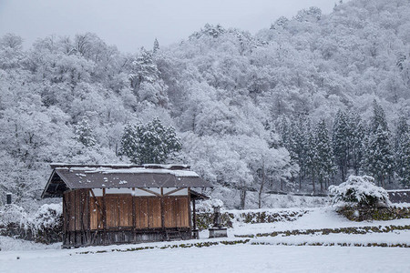 冬季的白川果村图片