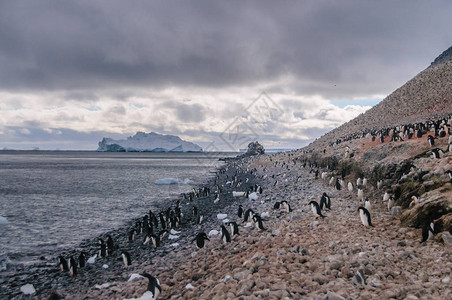 在南极半岛附近的波莱特岛的岩石坡上图片
