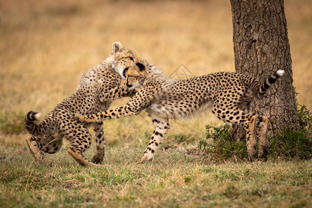 两只猎豹幼崽在树下玩耍图片