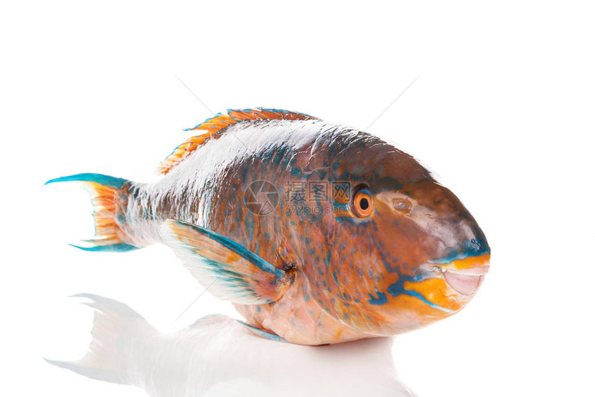 白色背景的新鲜彩色鹦鹉鱼图片