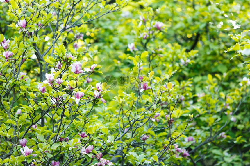 开花的玉兰树玉兰花开紫色和白色的郁金香形花朵美丽柔嫩的玉兰枝图片
