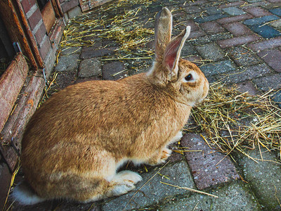 棕色兔饲养动物的概念农场从上面看图片