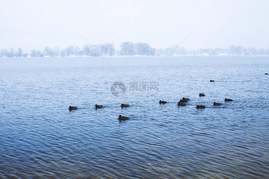 美丽的冬天场景鸭图片