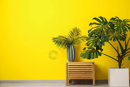 绿色热带植物在彩色墙图片