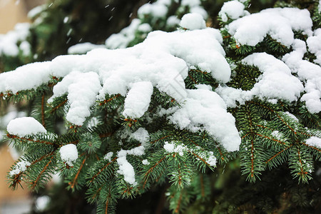 户外白雪皑的枞树特写图片