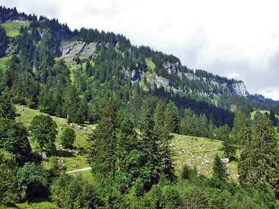Glarnerland旅游区瑞士格拉鲁斯州的Braun图片