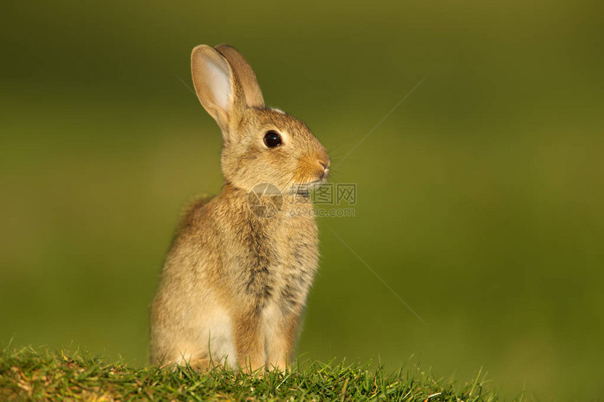 一名欧洲幼兔Oryctolaguscuncilulus在联合王图片