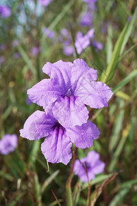 自然花园中的紫色花朵罗埃图片