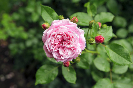 花园雨后美丽的粉红玫瑰与水滴图片