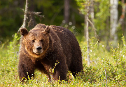 芬兰北冰洋森林的欧洲棕熊ursosarc图片