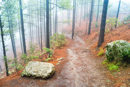 红色斜坡的有雾的松树林用石头自然景观背景图片