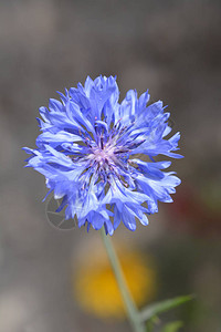 蓝花拉丁名青花Centaureac图片