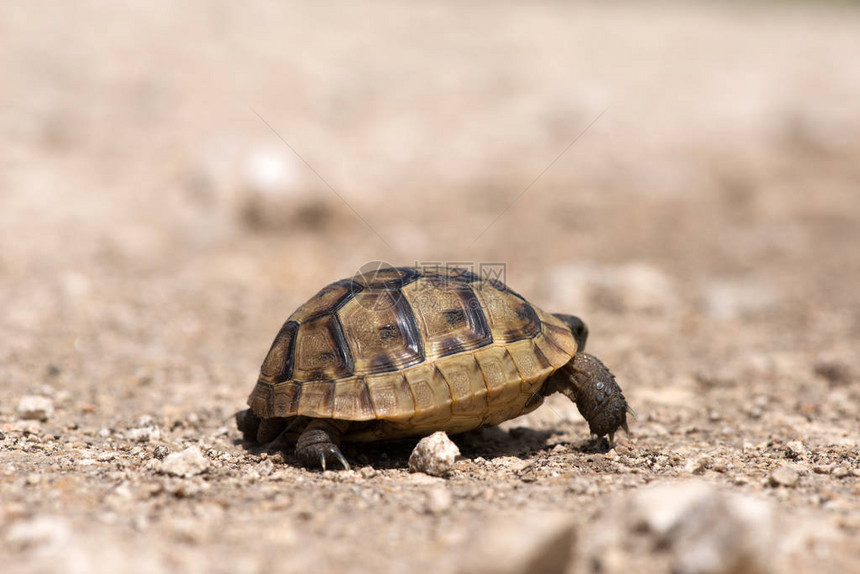 一只年轻的希腊海龟在自然环境中的特写图片