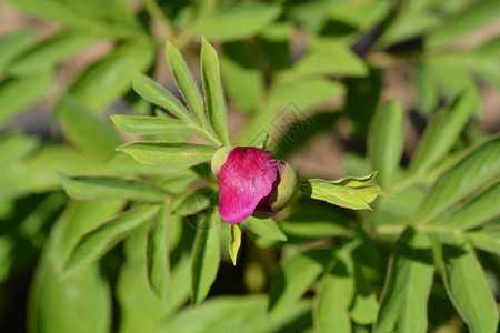 粉红色的低牡丹花蕾拉丁名Paeoniahumilisv图片