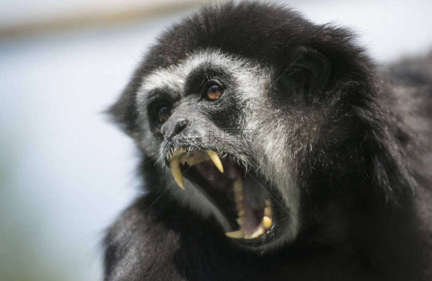 愤怒的脑袋尖叫的猴子图片