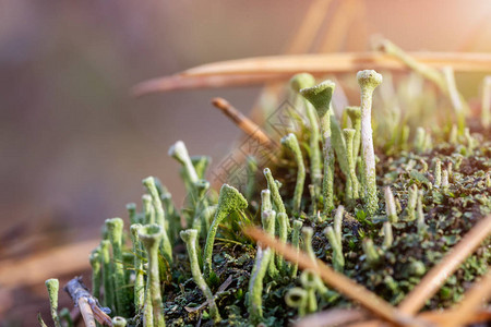 在秋天的森林里关闭了青苔和松针中的苔蘑菇生态系统图片