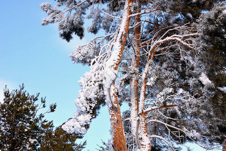 被新雪覆盖的松树图片
