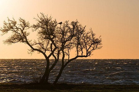 与乌鸦坐在树顶的沿海树剪影图片