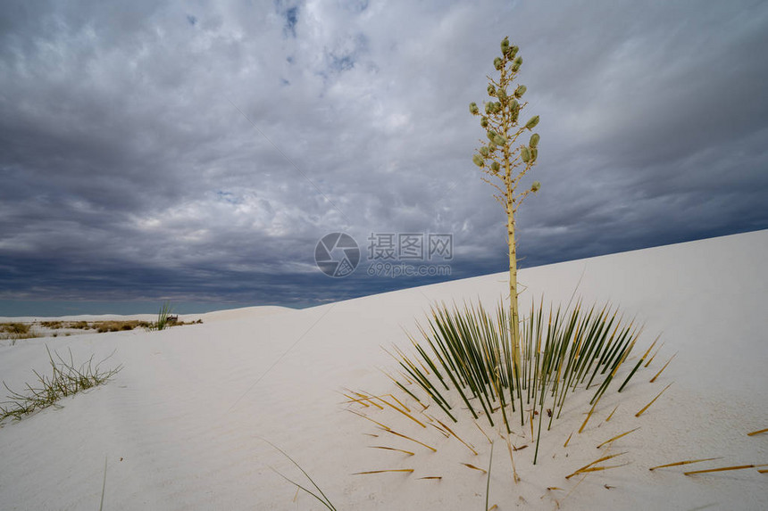 新墨西哥白沙漠纪念碑沙漠中的肥皂树Y图片