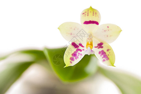 美丽的稀有兰花在白背景图片