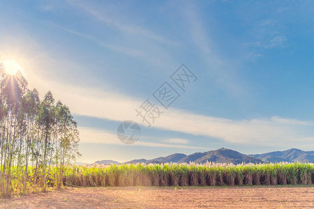 甘蔗花在泰国Kanchanaburi收割前图片