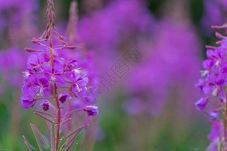 美丽的阿拉斯加火草紫色红图片