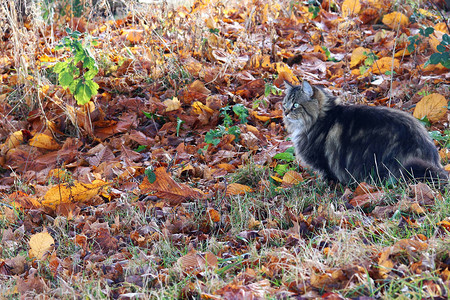 秋天和冬天落叶中的挪威森林猫图片