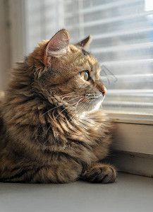 靠近窗户的窗台上的猫通过百叶窗和一侧的戏剧灯光看图片