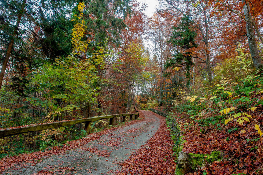 秋天穿过树林的小路图片