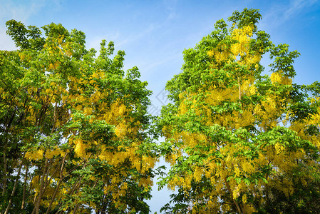 金雨树黄花美丽挂在金雨和蓝天背景的树枝上图片