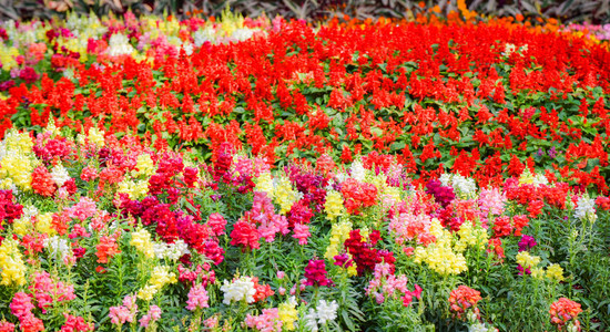 五颜六色的红色田野花园多色植物和景观植物花卉盛开的春园图片