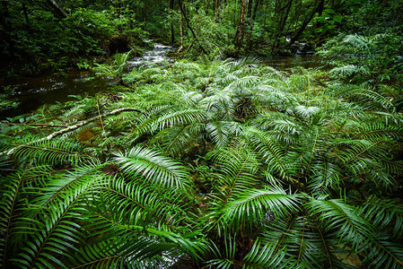 植物热带蕨类植物森林自然绿色植物热带雨林热带丛林蕨类植物与来自山的溪流河景观背景图片