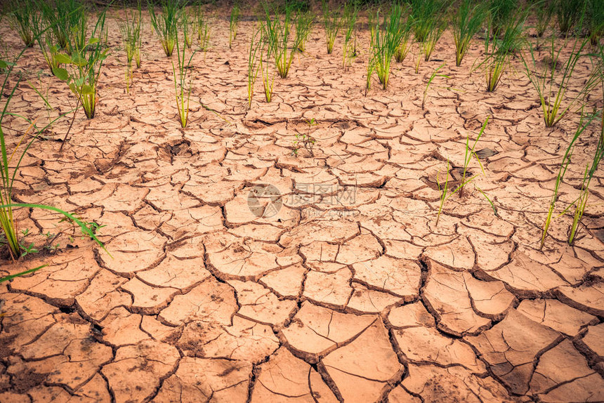 干旱景观稻田农业区旱季开裂的地面旱地自然灾害破坏了农业破坏土壤质图片